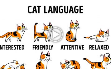 How To Better Understand Your Cat