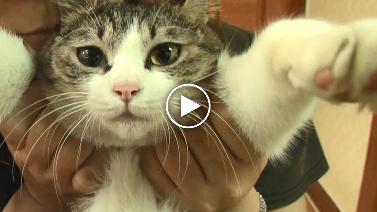 Surprising Reason Why This Cat Keeps Coming Back To The Same House