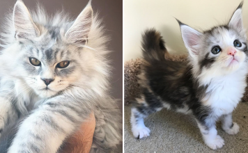 25+ Adorable Maine Coon Kittens That Will Grow Into Giant Floofs