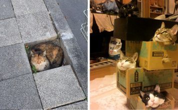 If It Fits, I Sits: These Cats Prove That No Space Is Too Tight