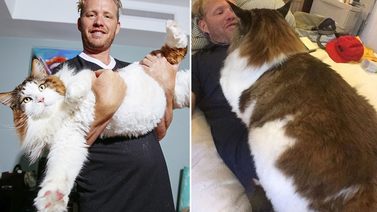 Meet Samson New York City s Largest Cat That Weighs 30 LBs And Is 4 