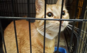 Police Department Allowed People To Pay Their Parking Tickets By Donating Cat Food