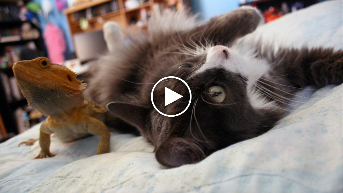 Cat and Bearded Dragon Have Strange But Adorable Friendship Catlov