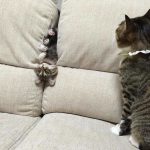 Funny-Foolish-Cats-10