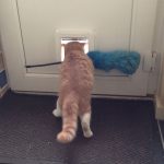 Funny-Foolish-Cats-11