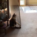 Funny-Foolish-Cats-15