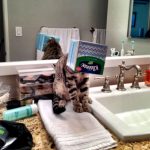 Funny-Foolish-Cats-17