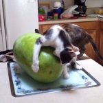 Funny-Foolish-Cats-23