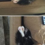 Funny-Foolish-Cats-29