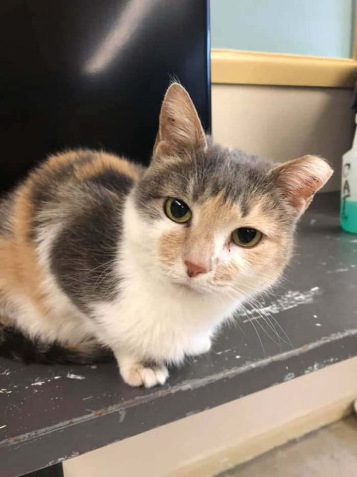 Prison In Indiana Accepts Shelter Cats And They Transform Prisoners ...