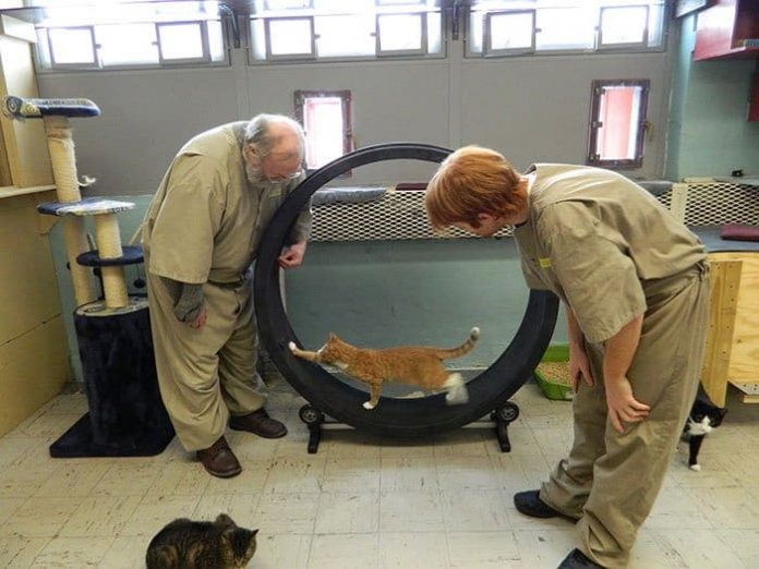 Prison In Indiana Accepts Shelter Cats And They Transform Prisoners ...