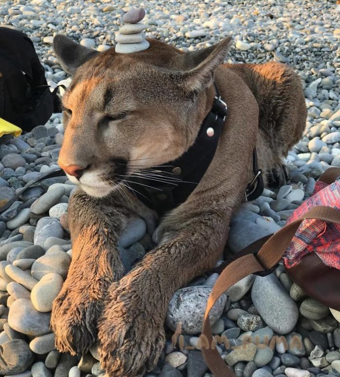 Puma Rescued From A Zoo Can’t Be Released Into The Wild, Lives As A