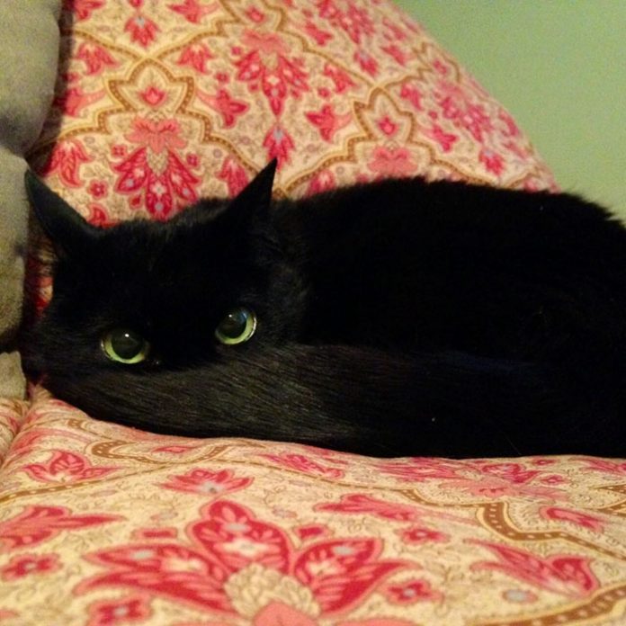 19 Reasons Why You Should Definitely Adopt A Black Cat | Catlov