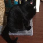 Reasons-To-Adopt-Black-Cats-4