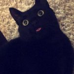 Reasons-To-Adopt-Black-Cats-5