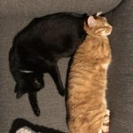 Reasons-To-Adopt-Black-Cats-6