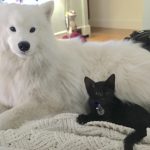 Reasons-To-Adopt-Black-Cats-7