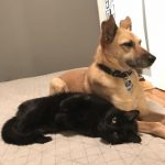 Reasons-To-Adopt-Black-Cats-8