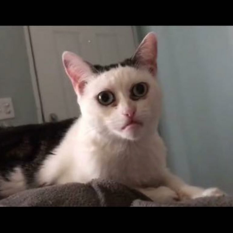 This Cat Has An Uncanny Resemblance To Steve Buscemi | Catlov