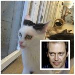 Steve-Buscemi-Cat-4