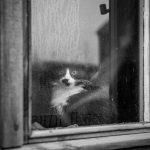 cat-waiting-window-1