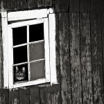 cat-waiting-window-10