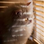 cat-waiting-window-12