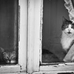 cat-waiting-window-14