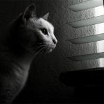 cat-waiting-window-3