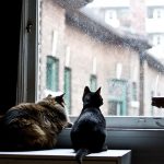 cat-waiting-window-30