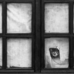 cat-waiting-window-32