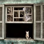 cat-waiting-window-34