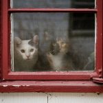 cat-waiting-window-35