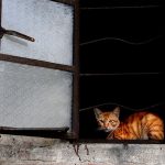 cat-waiting-window-38