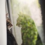 cat-waiting-window-43