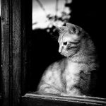 cat-waiting-window-44