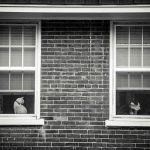 cat-waiting-window-48