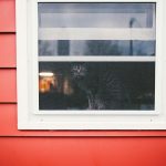 cat-waiting-window-49