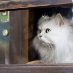 cat-waiting-window-57