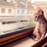 cat-waiting-window-6