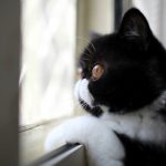 cat-waiting-window-61