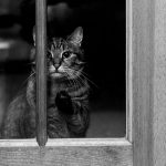 cat-waiting-window-62