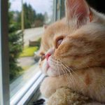 cat-waiting-window-65