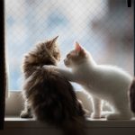 cat-waiting-window-68