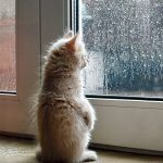 cat-waiting-window-69