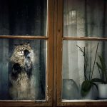 cat-waiting-window-7