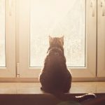 cat-waiting-window-9