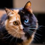 chimera-cat-split-face-different-eyes-gataquimera-10