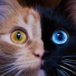 chimera-cat-split-face-different-eyes-gataquimera-3