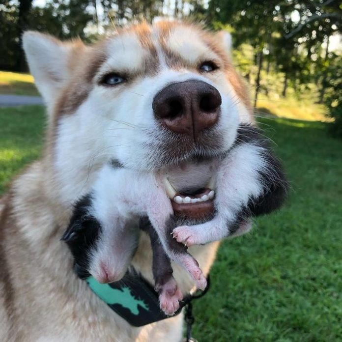 Hero Husky Found 7 Kittens In The Forest And Decided To Become Their ...